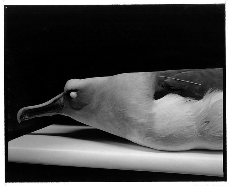 Albatross (Bird Skins Room #6), Taranaki St, Wellington, 3 October 1995.