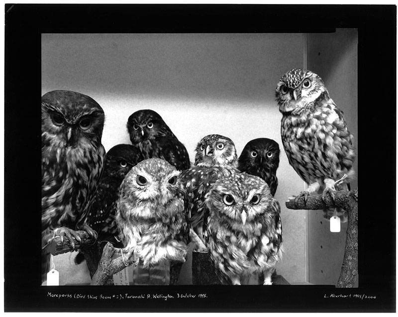 Moreporks (Bird Skins Room # 2), Taranaki St, Wellington, 3 October 1995. 